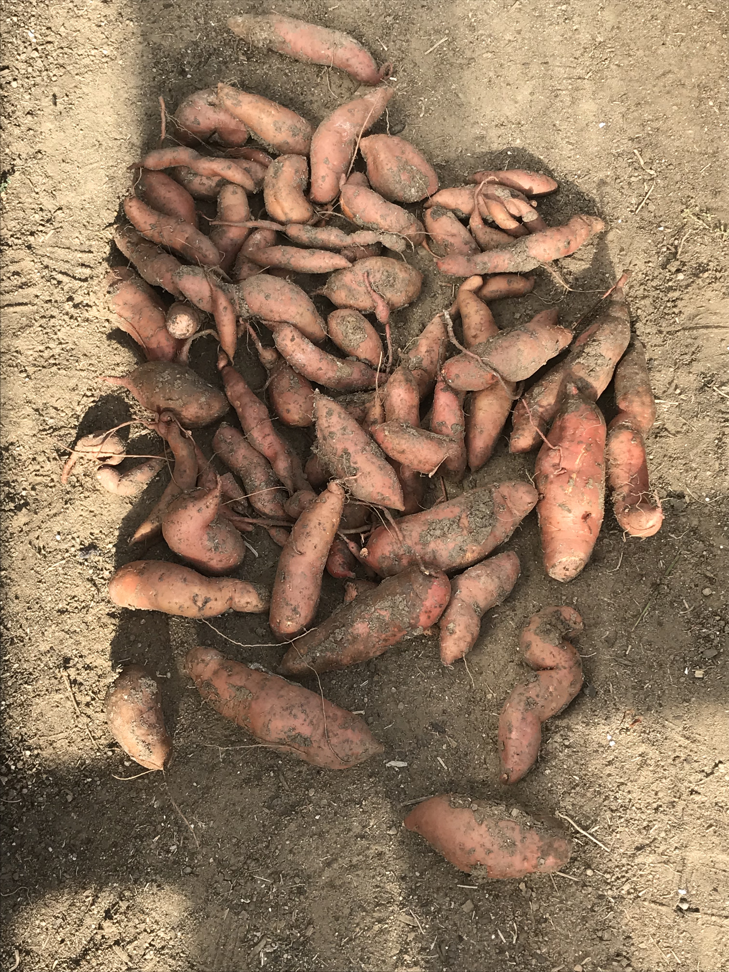 Sweet potato D's Harvest