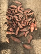 Sweet potato D's Harvest